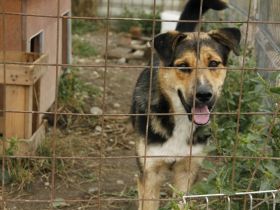 Nero sucht ein emphatisches, geduldiges Zuhause!