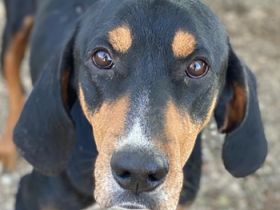 Joker, geb. ca. 11/2021, lebt in GRIECHENLAND, im städt. Tierheim Serres