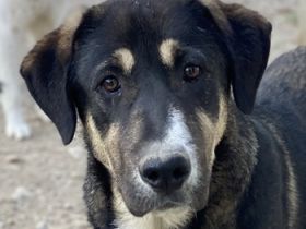 Liko & Neco, geb. ca. 11/2023, lebt in GRIECHENLAND, im städt. Tierheim Serres