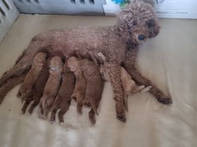 Königspudel/Großpudel