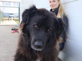 Für-Immer-Zuhause für Einzelprinzessin Arya gesucht.