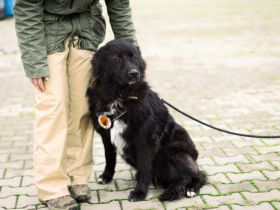 Für-Immer-Zuhause für Einzelprinzessin Arya gesucht.