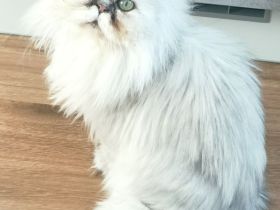 Perserkater Kater Perserkatze Perser zu verschenken