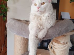 Erfahrener Reinrassiger Maine Coon Deckkater Illidan