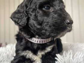 Süße Borderdoodles / nicht haarend und Allergiker geeignet