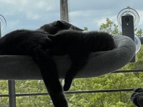 BHK Kater und Misschling BHK- Russischblau Katze