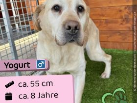 Yogurt - neugierig, treu und sozial