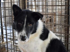 Scheuer Snoopy braucht liebevolles Zuhause