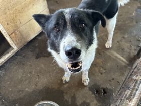 Scheuer Snoopy braucht liebevolles Zuhause