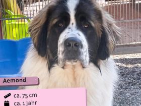 Aemond - lieb und treu