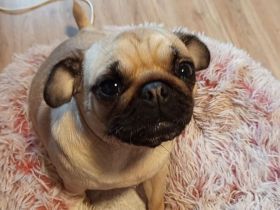 1  beiger  Mops Rüde noch verfügbar