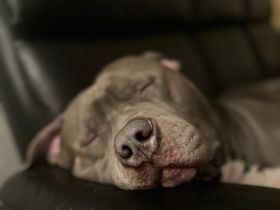 American Bully Xl Deckrüde