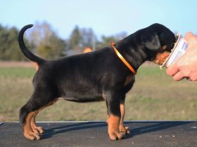 Weibliche amerikanische Linie FCI