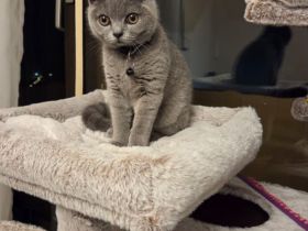 Bkh blue point kitten