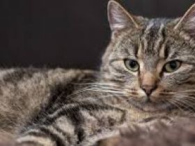 Hauskatzen ca 6 Monate zu verschenken