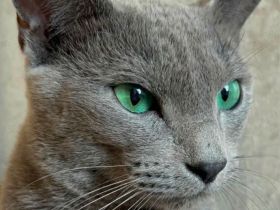 Russisch Blau Kitten mit Stammbaum