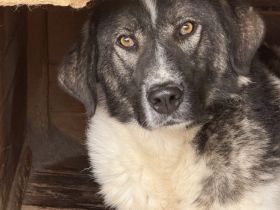 Cheeky, unser agiler und kluger Rüde, sucht Herdenschutz-Fans als Adoptanten.