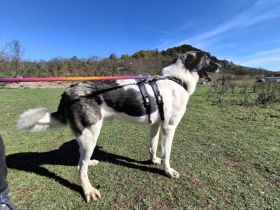 Cheeky, unser agiler und kluger Rüde, sucht Herdenschutz-Fans als Adoptanten.