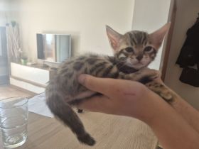 Bengal Kitten zu verkaufen