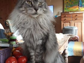 Zauberhafte  Maine Coon