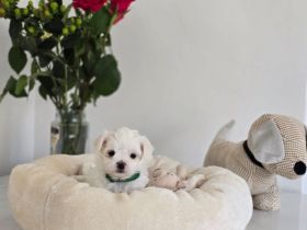 Zauberhafte koreanische Malteserwelpen