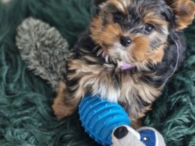 Yorkshire Terrier Welpe Timmi mit Stammbaum, Black Tan