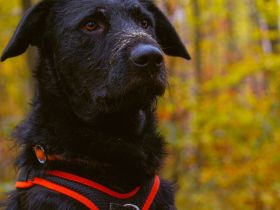 Sonnenschein Franzl sucht sein Körbchen