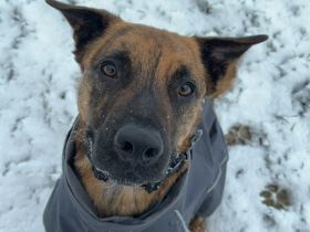 Hund in gute Hände abzugeben