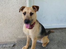 Hallo, ich bin Vicky und man kann mich adoptieren.