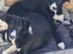 Border Collie Welpe Arbeitslinie