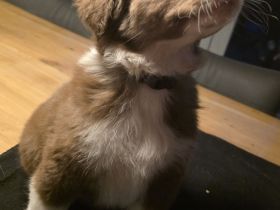 Australian Shepherd Welpen