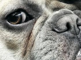 Französische Bulldogge