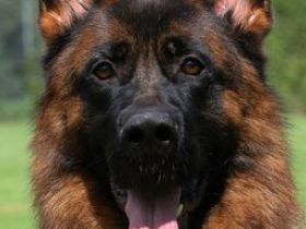 Deutsche Schäferhundwelpen