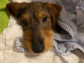 Rauhhaardackel welpe