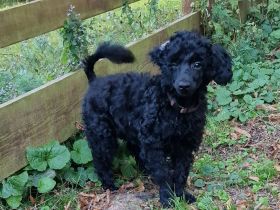 Zwergpudel Welpe Rüde