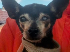 Dringend kleiner Hund für Seniorin gesucht!