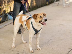 Wer will mit dem lebensfrohen Jooke viele Abenteuer erleben?