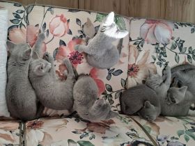 Russisch Blau Nachwuchs mit Stb.