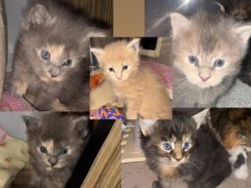 Maine Coon Baby Katzen