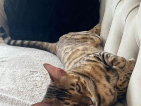 Bengal Kater