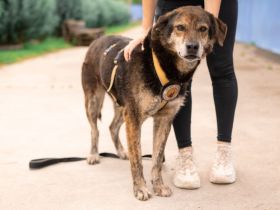 Der liebevolle Cujo sucht ein Zuhause