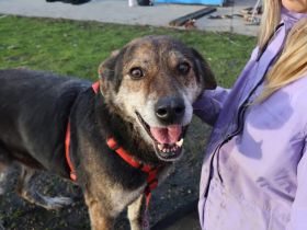 Der liebevolle Cujo sucht ein Zuhause