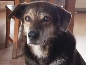 Der liebevolle Cujo sucht ein Zuhause
