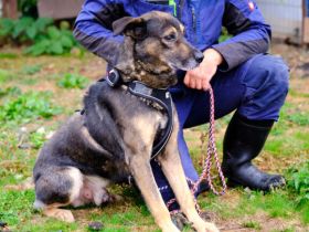 Unser sensibler Eager sehnt sich nach einem liebevollen Altersruhesitz.