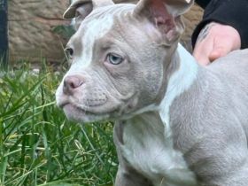 American Bully