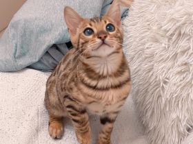 Wunderschönes Bengalkätzchen.