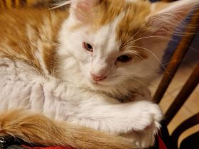 5 Main coon Mix suchen