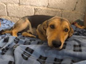 Flocky - Notfall !!!