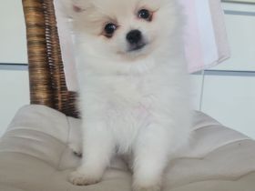 Süße Welpen Minispitz suchen neue Zuhause