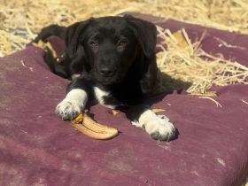 7 süße Welpenbabys- liebevolle Hunde suchen ein Zuhause 🐶💞